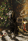 Labrador Retriever at christmas