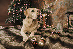 Labrador Retriever at christmas