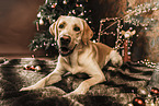 Labrador Retriever at christmas