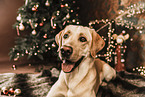 Labrador Retriever at christmas