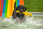 Labrador Retriever at swimming bath