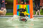 Labrador Retriever at swimming bath