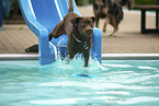 Labrador Retriever at swimming bath