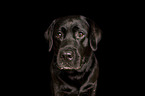 male Labrador Retriever