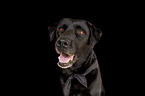 female Labrador Retriever