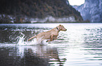 young Labrador Retriever