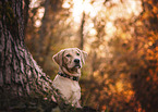 young Labrador Retriever