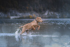 young Labrador Retriever