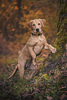 young Labrador Retriever