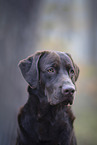 brown Labrador Retriever