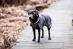 female Labrador Retriever