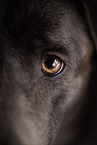 female Labrador Retriever eye