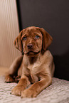 Labrador Retriever Puppy