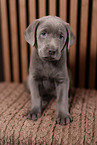 Labrador Retriever Puppy