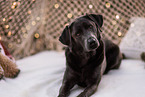 female Labrador Retriever