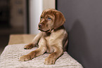 Labrador Retriever Puppy