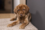 Labrador Retriever Puppy