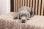 Labrador Retriever Puppy