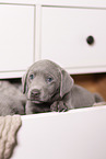 Labrador Retriever Puppy