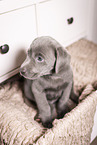 Labrador Retriever Puppy