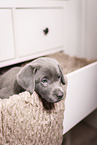 Labrador Retriever Puppy