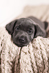 Labrador Retriever Puppy