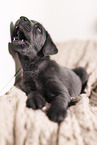 Labrador Retriever Puppy