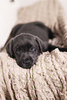 Labrador Retriever Puppy