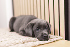 Labrador Retriever Puppy