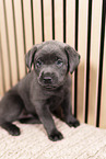 Labrador Retriever Puppy