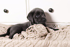 Labrador Retriever Puppy