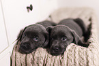 Labrador Retriever Puppies