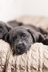 Labrador Retriever Puppy