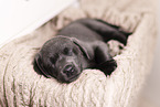 Labrador Retriever Puppy