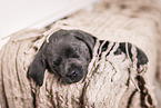 Labrador Retriever Puppy