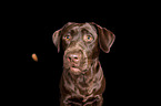 female Labrador Retriever