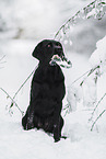 black Labrador