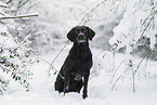 black Labrador