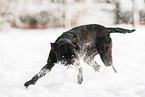 black Labrador