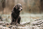 old Labrador