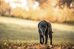 male Labrador Retriever