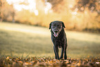 male Labrador Retriever