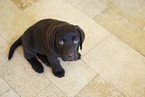 Labrador Retriever Puppy in Studio