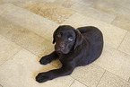 Labrador Retriever Puppy in Studio