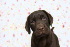 Labrador Retriever Puppy in Studio