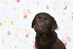 Labrador Retriever Puppy in Studio