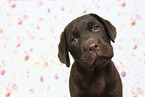 Labrador Retriever Puppy in Studio