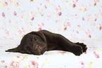 Labrador Retriever Puppy in Studio