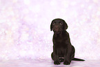 Labrador Retriever Puppy in Studio