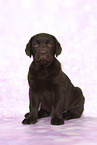 Labrador Retriever Puppy in Studio